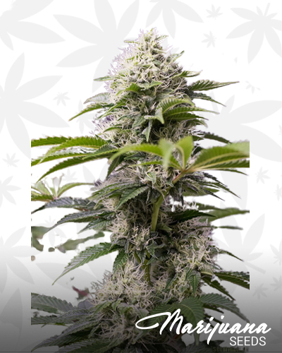 Chemdawg DD