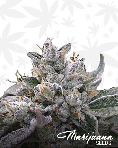 Colorado Diesel