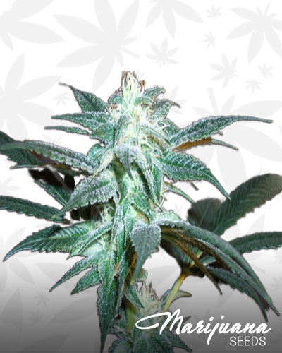 Colorado Green Bud