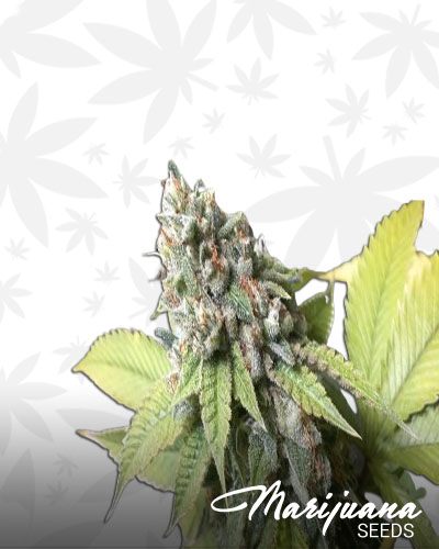 Colorado Meds