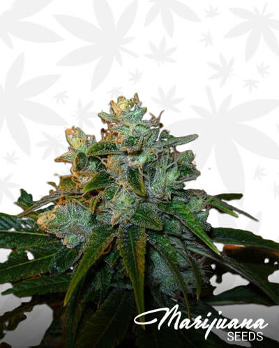 Colorado Trainwreck