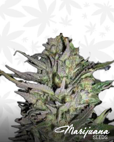 Columbian Haze