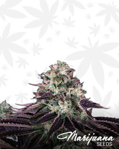 Coma Cookies
