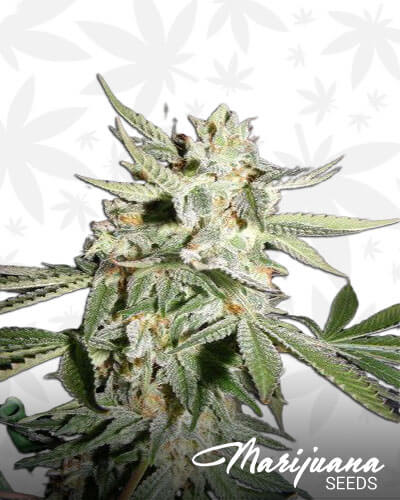 Confidencial Medicine