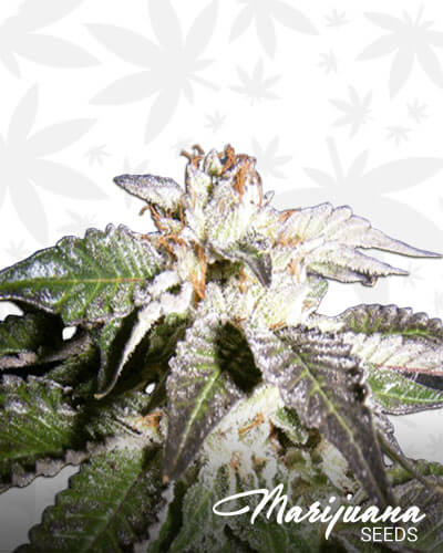 Confidencial OG