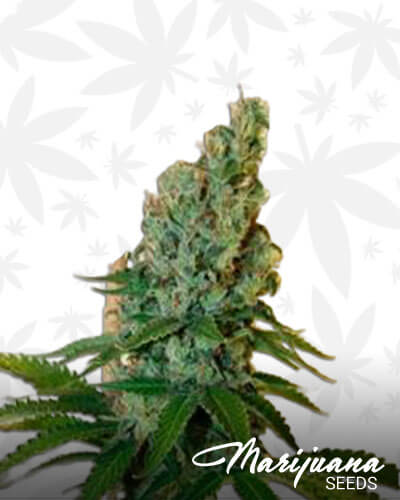 Congo Haze
