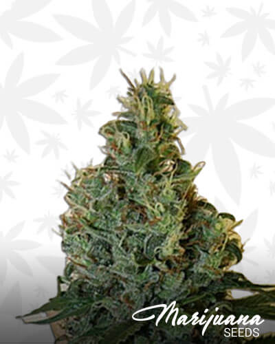 Congo OG