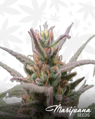 Congo X Nigerian X Hashplant