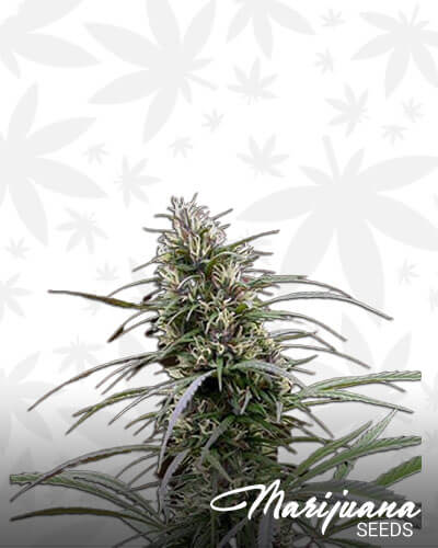 Congo – Mostly Sativa