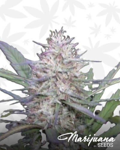 Congo – Sativa