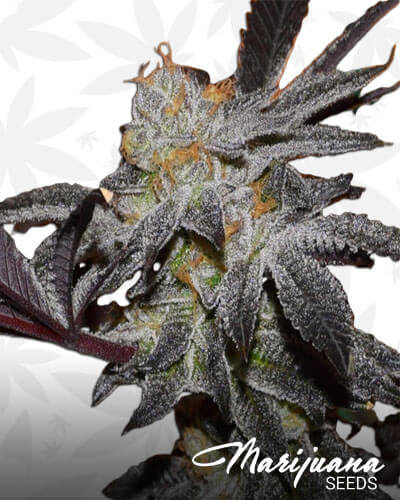 Cookie Cutter Strain