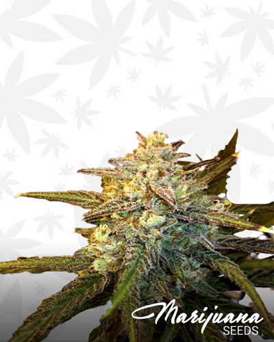 Cookie OG
