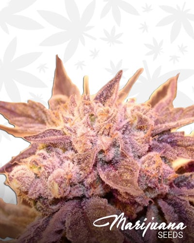 Cookie Stomper
