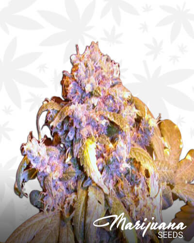 Cookieberry 2 0