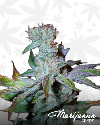 Cookieberry Diesel