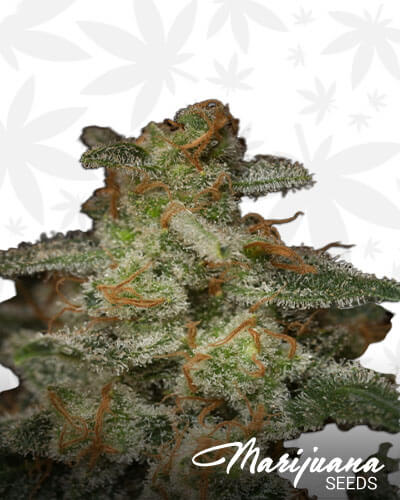 Cookies 1