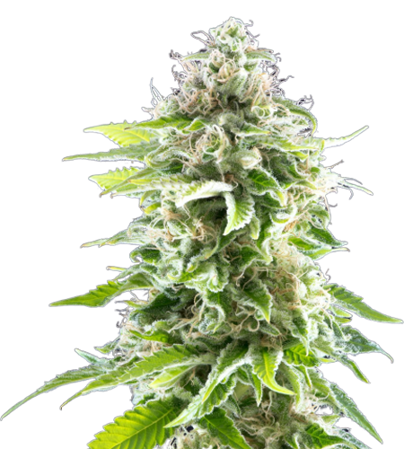 Cookies CBG
