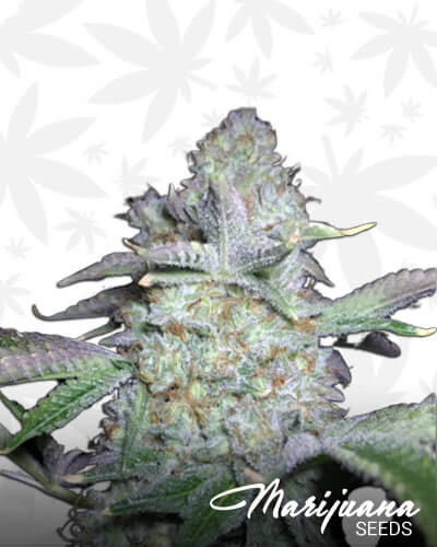 Cookies Cream on Fire