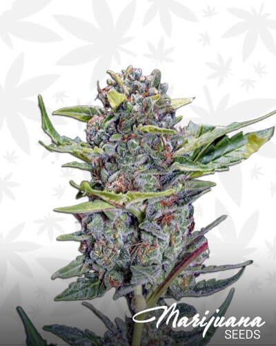 Cookies Glue Auto