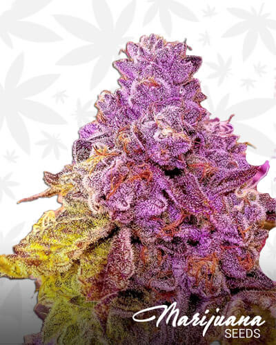 Cookies Jar