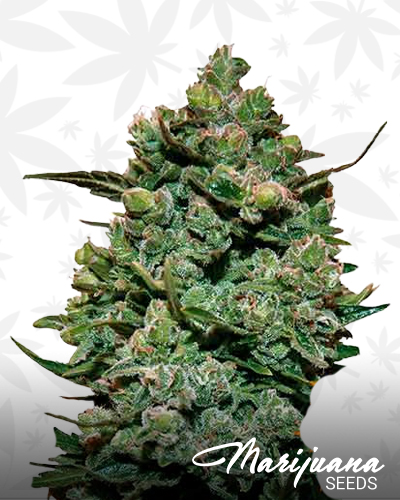 Cookies Krush