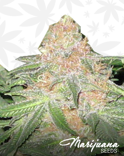 Cookies OG
