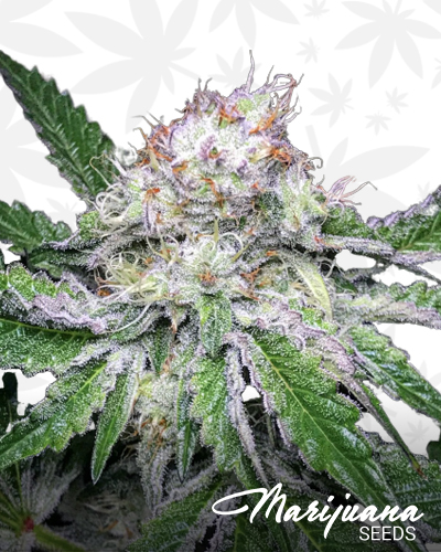 Cookies Supreme