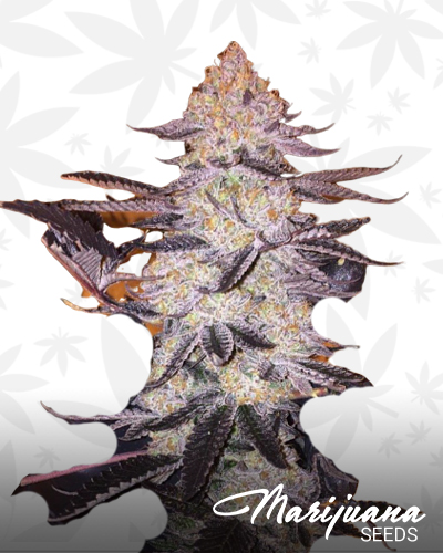 Cookies n Chem