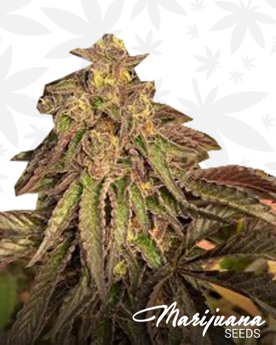 Cookies x Key Lime Pie