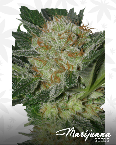 Cookies x Widow