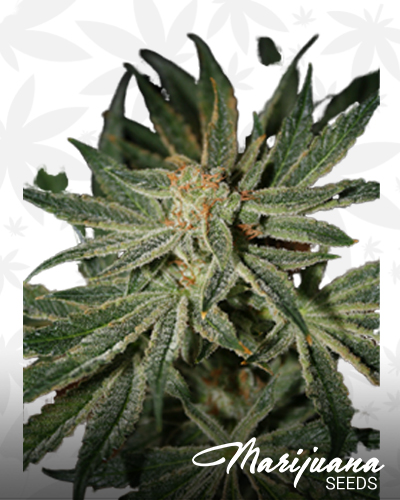 Copenhagen Kush