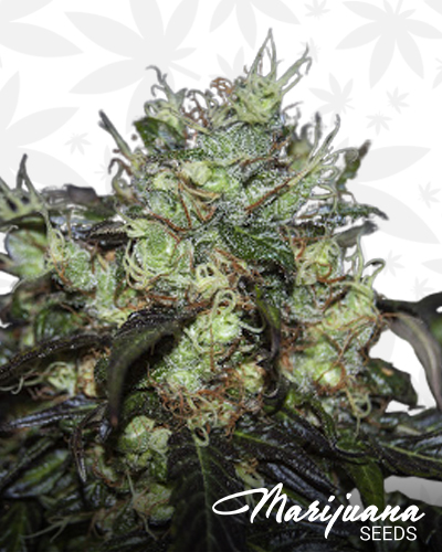 Cosmic Berry Strain