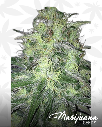 Cosmic Cream