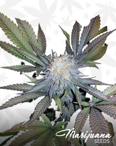 Cotton Candy Bud