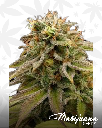 Countrytime Kush