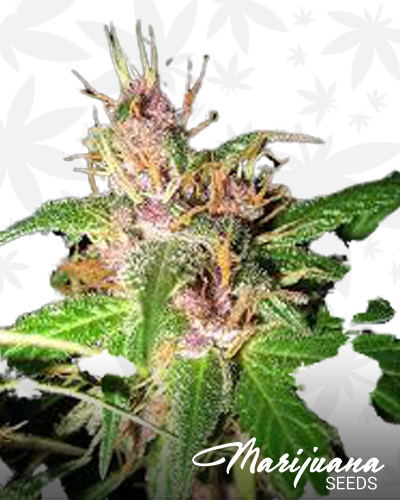 Cranberry HazeCranberry Haze