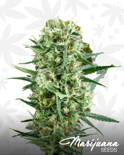 Crayzie Cookies