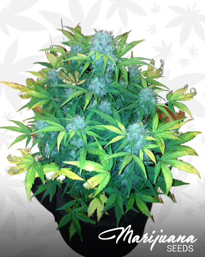 Crazy Bud Auto