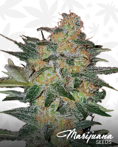 Crazy Miss Hyde Auto