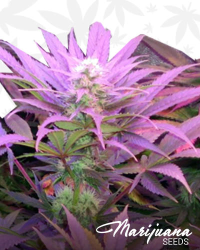 Cream Automatic