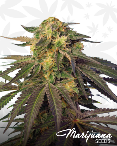Cream Caramel CBD