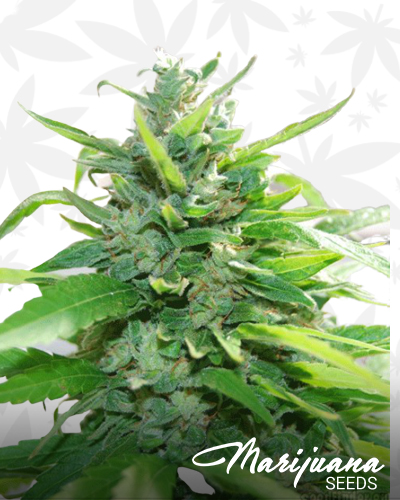 Cream Cheese