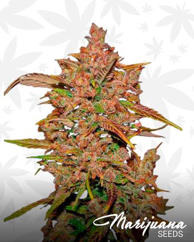 Cream Crystal Meth
