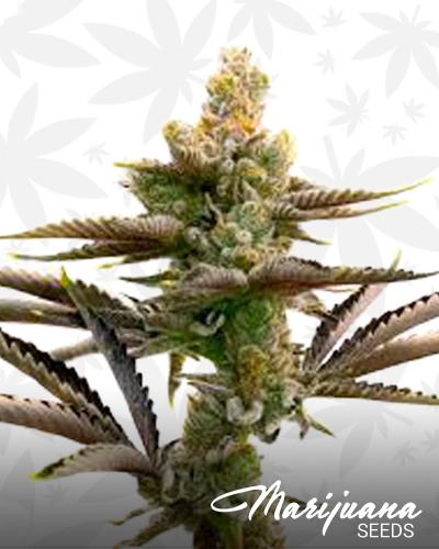 Creamy Dreamy Auto