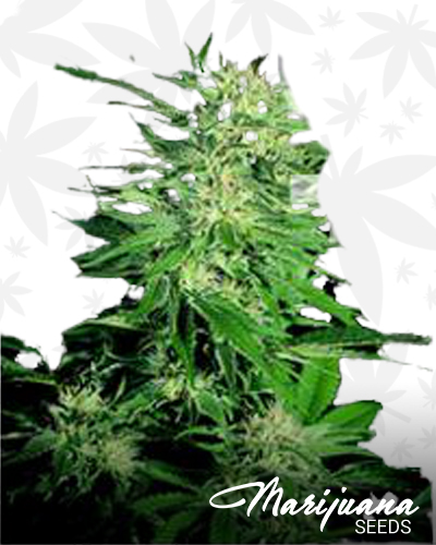 Creeper Afghani 1 Hybrid