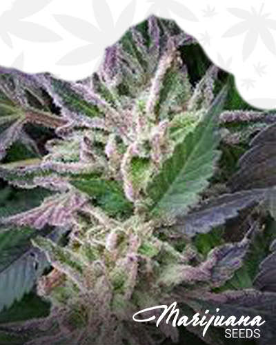 CritiKush