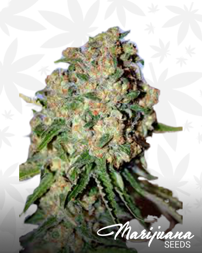 Critical 1