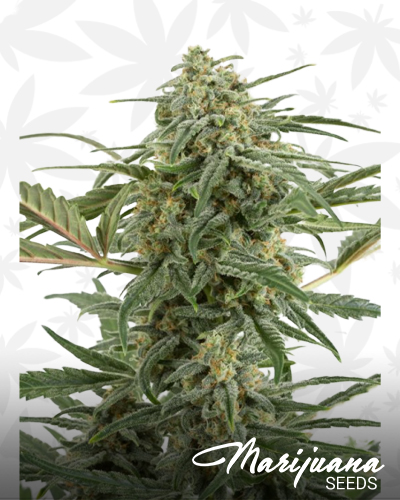 Critical 2.0 Auto