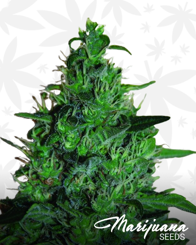 Critical AK Auto