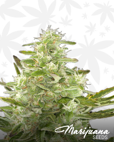 Critical+ Automatic Strain